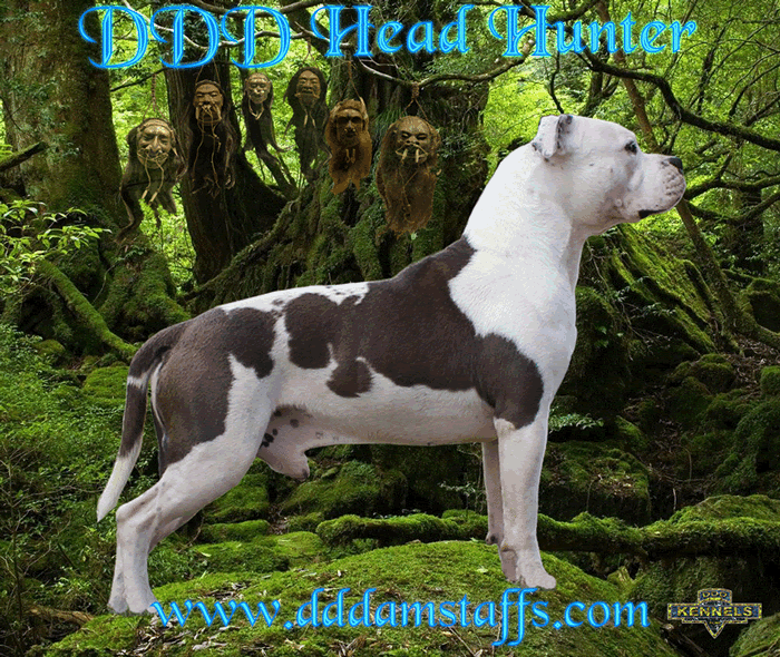 DDDAWGS HEAD HUNTER